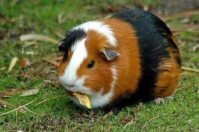 Cute Guinea Pig!