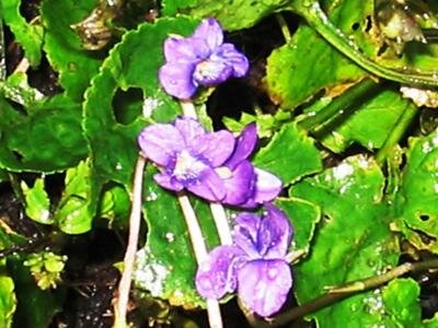 Scented Sweet Violet flowers
